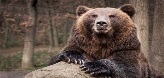 Замовити картину Бурий ведмідь на полотні - Арт.28799 - каталог Тварини